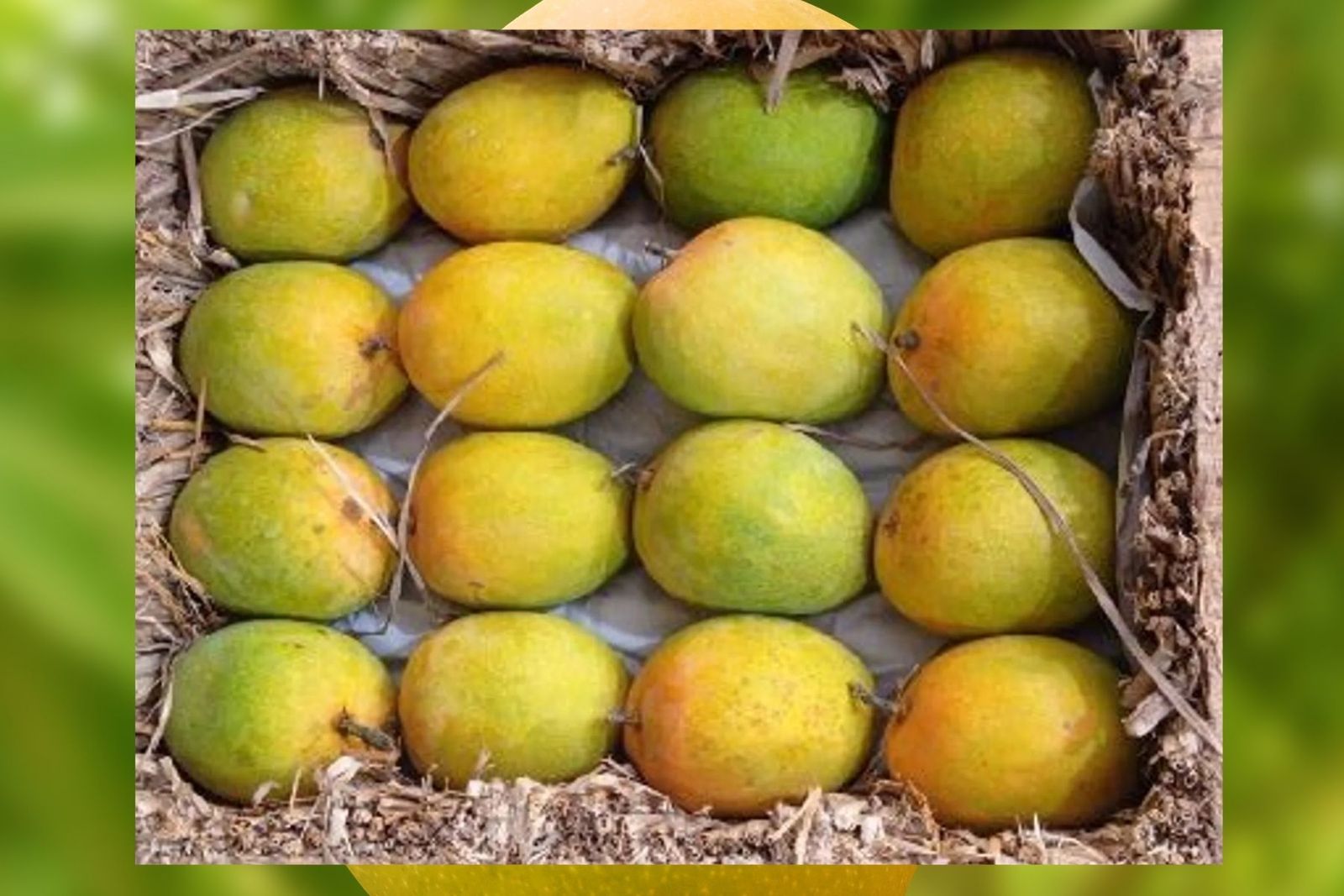 Residue Free Ratnagiri Alphonso Mangoes Small Size (Raw 170 - 200 gm ) 6 Dozen