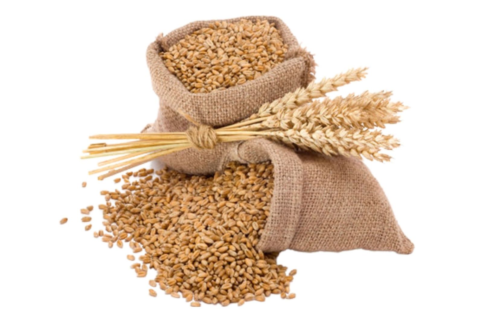 Natureland Organics Whole Wheat Grain