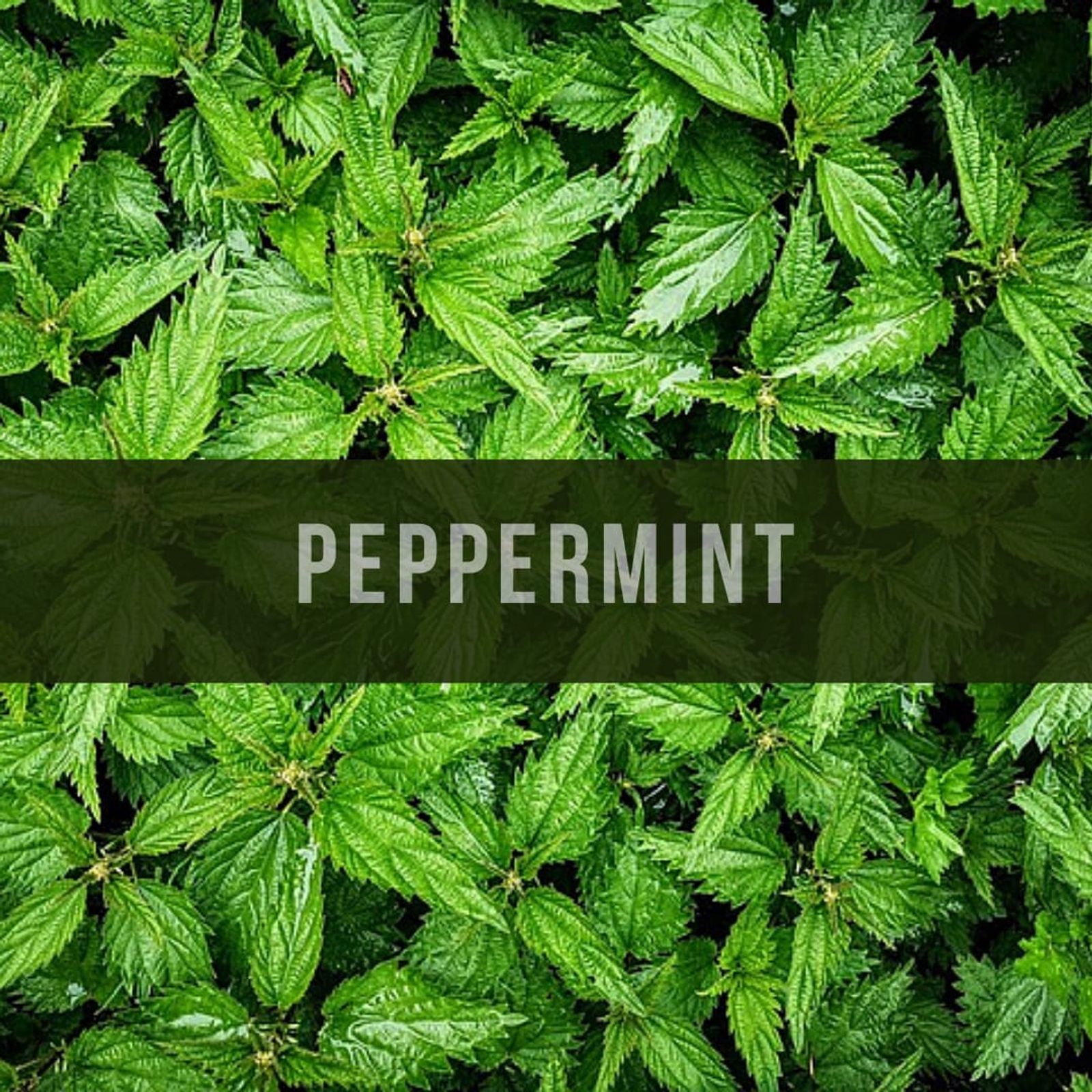 Himalayan Dried Peppermint