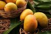 Residue Free Ratnagiri Alphonso Mangoes Big Size (Raw Above 240 gm)  4 Dozen