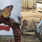 सारनाथ का मिनी जू बनेगा स्मार्ट जू