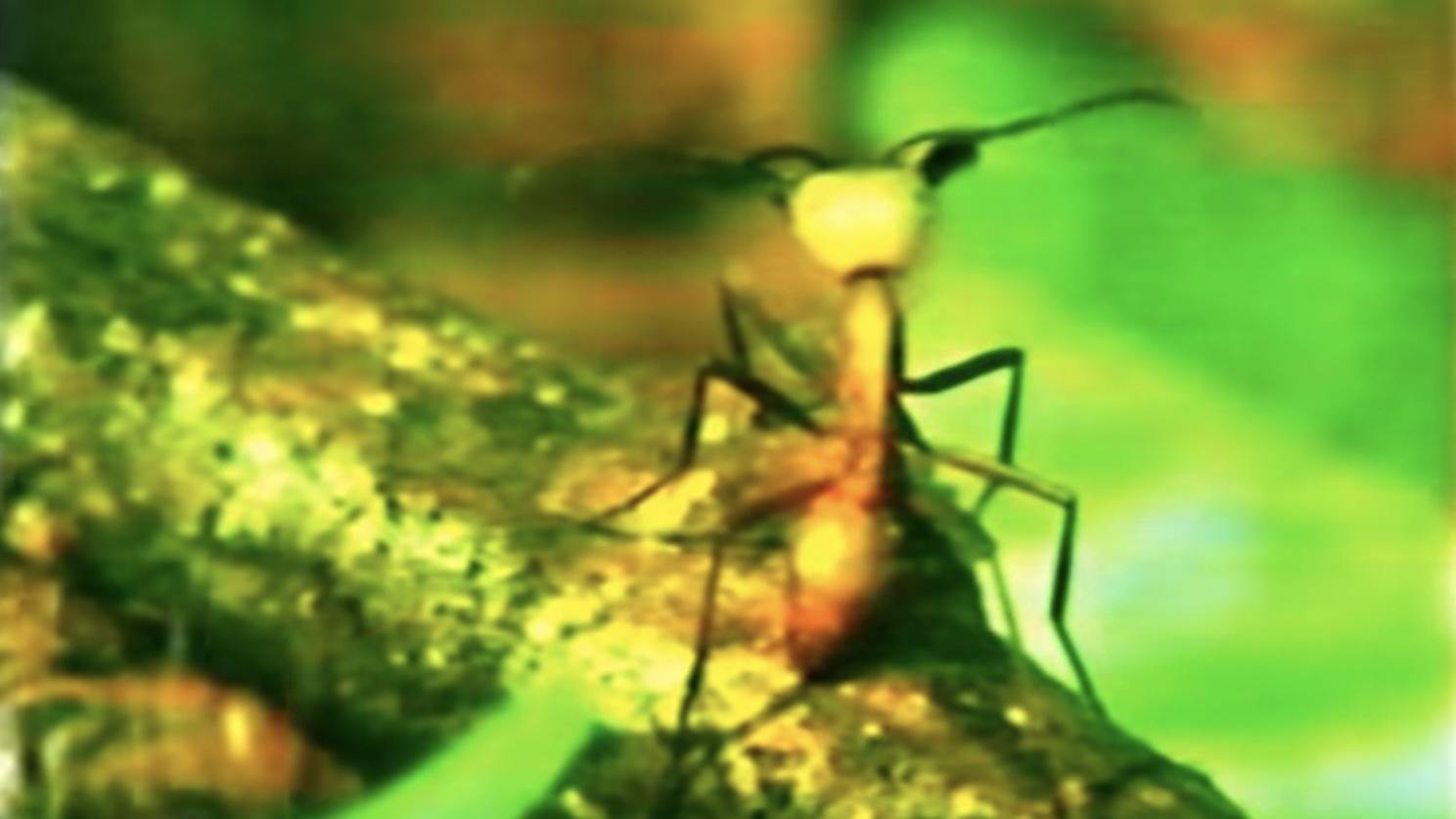 A Thousand Million Million Ants