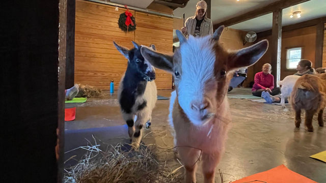 Private or Shared Insta-Worthy Goat Yoga Session on the Farm image 5