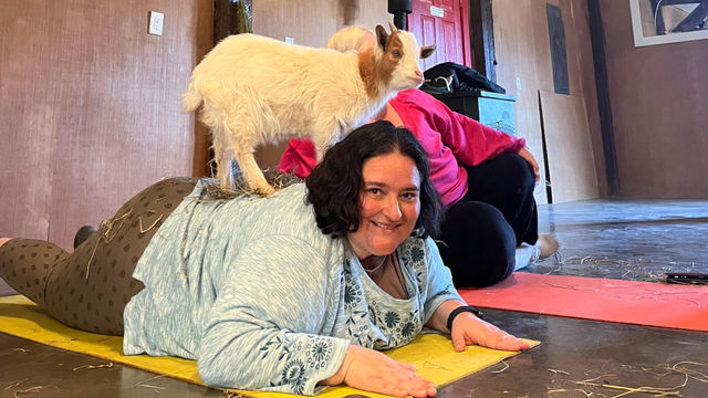 Private or Shared Insta-Worthy Goat Yoga Session on the Farm image 4