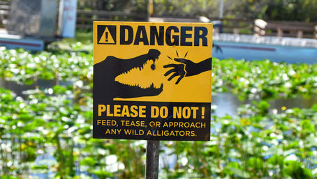 Best of Miami Tour: Guided Experience with Biscayne Bay Cruise + Optional Everglades Air Boat Ride image 11