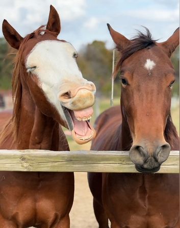 Mustangs & Malas: Intentional Jewelry Making with Pastry Brunch & Mimosas at the Farm!  image 2