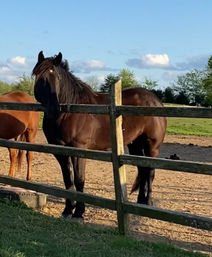 Unbridle Your Creativity: Mala Making, Mimosa Sipping, and Horse-Themed Fun & Photos at Breakaway Ranch Surrounded by Horses! image 11