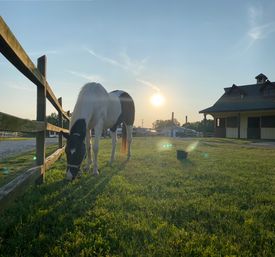 Unbridle Your Creativity: Mala Making, Mimosa Sipping, and Horse-Themed Fun & Photos at Breakaway Ranch Surrounded by Horses! image 13