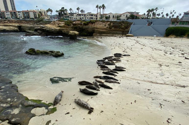 Group of seals resting in a line on a sandy coastal cove with clear turquoise water, rocky outcrops and palm-lined oceanfront buildings under a cloudy sky