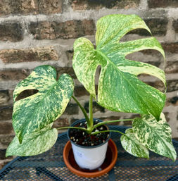 Sip & Sprout: Private Green Gatherings by Uncommon Plant Guy image 13