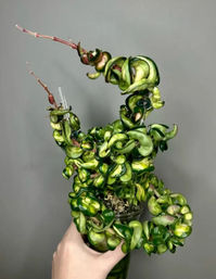 Sip & Sprout: Private Green Gatherings by Uncommon Plant Guy image 7