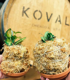 Sip & Sprout: Private Green Gatherings by Uncommon Plant Guy image 20