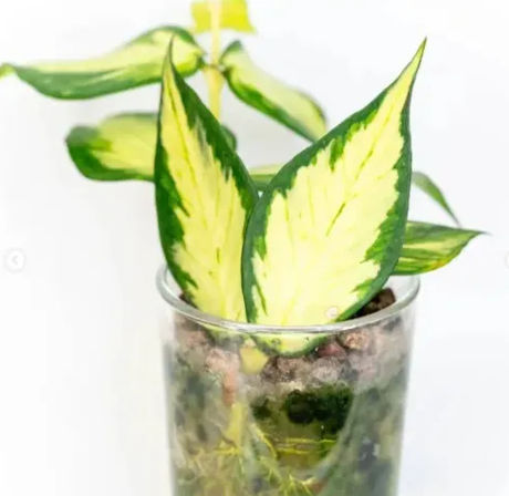 Sip & Sprout: Private Green Gatherings by Uncommon Plant Guy image 2