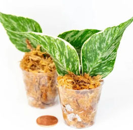 Sip & Sprout: Private Green Gatherings by Uncommon Plant Guy image