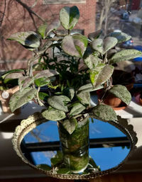 Sip & Sprout: Private Green Gatherings by Uncommon Plant Guy image 17