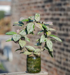 Sip & Sprout: Private Green Gatherings by Uncommon Plant Guy image 4