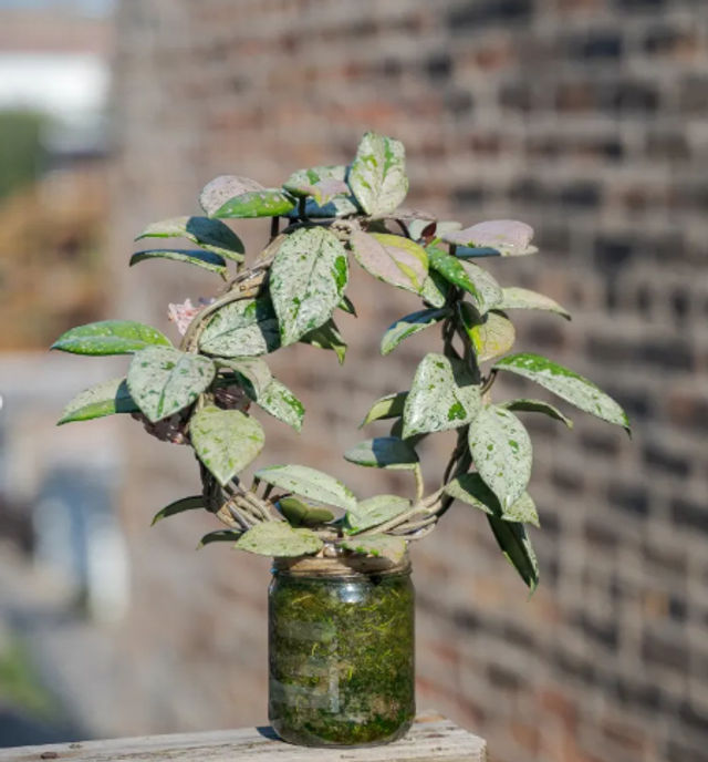 Sip & Sprout: Private Green Gatherings by Uncommon Plant Guy image 4