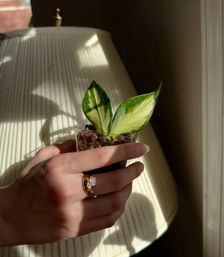 Sip & Sprout: Private Green Gatherings by Uncommon Plant Guy image 22