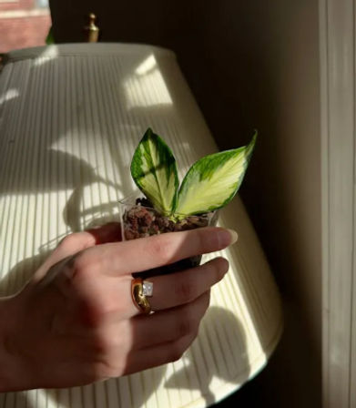 Sip & Sprout: Private Green Gatherings by Uncommon Plant Guy image 22