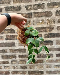 Sip & Sprout: Private Green Gatherings by Uncommon Plant Guy image 15