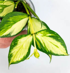 Sip & Sprout: Private Green Gatherings by Uncommon Plant Guy image 6