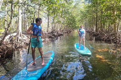 Mangrove Jungle Exploration on SUPs or Kayaks from Haulover Marina image