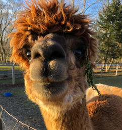 Flourish Friday & Alpaca Tour: Group-Friendly Experience at Red Barn Farm image 8