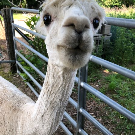 Flourish Friday & Alpaca Tour: Group-Friendly Experience at Red Barn Farm image 6