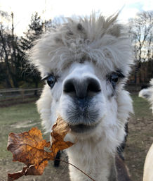 Flourish Friday & Alpaca Tour: Group-Friendly Experience at Red Barn Farm image 9
