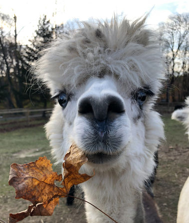 Flourish Friday & Alpaca Tour: Group-Friendly Experience at Red Barn Farm image 9