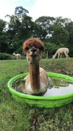 Flourish Friday & Alpaca Tour: Group-Friendly Experience at Red Barn Farm image 3