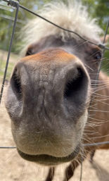Flourish Friday & Alpaca Tour: Group-Friendly Experience at Red Barn Farm image 2