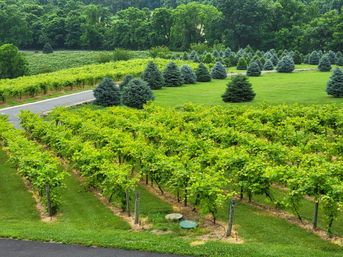 Deluxe Boozy Brunch by Cork & Keg Tours: Guided Wine Tastings, Brunch & Scenic Views image 7