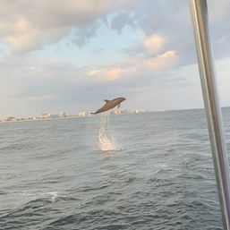 Destin Harbor 4 Hour Dolphin & Crab Island Excursion (BYOB) image 4