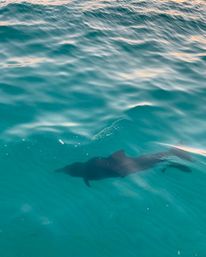 Destin Harbor 4 Hour Dolphin & Crab Island Excursion (BYOB) image 14