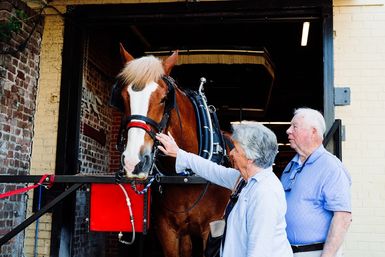 Historic Residential Horse Drawn Carriage Tour  image 6