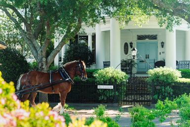 Historic Residential Horse Drawn Carriage Tour  image 4