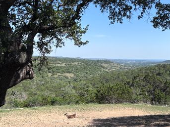 Walnut Canyon Cabins: 7 Scenic Cabins in Hill Country + Wildlife Views image 5