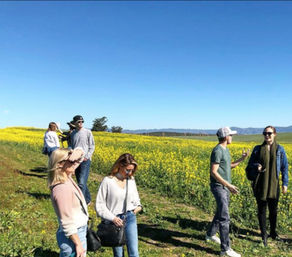 Tour Wine Country In A Vintage VW Bus image 10