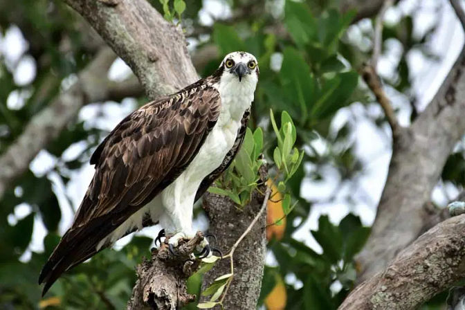 Isla Contoy Nature Experience: Guided Day Tour with Snorkeling, Isla Mujeres Visit + Lunch image 9