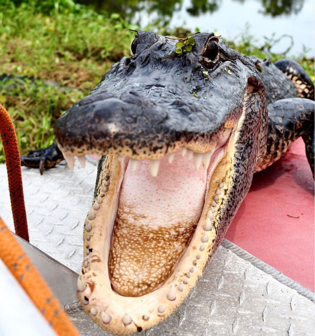 VIP Private Airboat Ride: Swamp Tour Experience Just Outside New Orleans image 3
