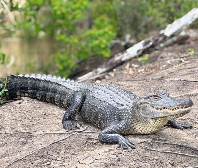 VIP Private Airboat Ride: Swamp Tour Experience Just Outside New Orleans image 3