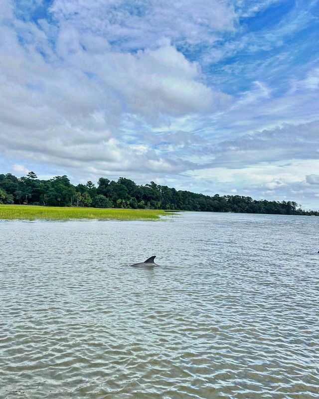 Dolphin Tour on Hilton Head! image 3
