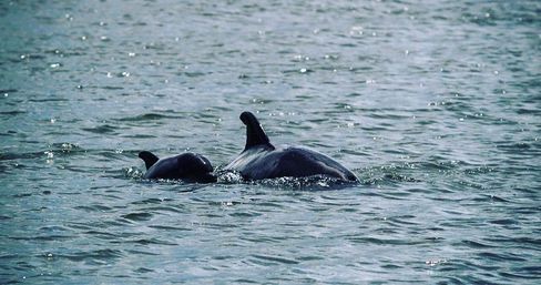 Dolphin Tour on Hilton Head! image 6