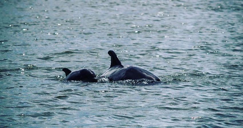 Dolphin Tour on Hilton Head! image 6