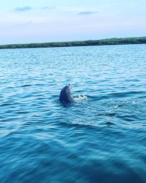 Dolphin Tour on Hilton Head! image 4