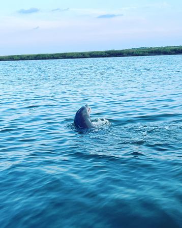Dolphin Tour on Hilton Head! image 4