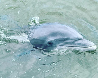 Dolphin Tour on Hilton Head! image 1