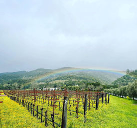 Wine Wonderland: Indulge in Sonoma and Napa's Finest with Rosé Wine Tours image 3