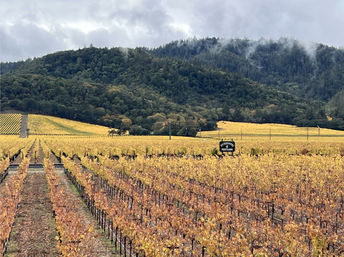 Wine Wonderland: Indulge in Sonoma and Napa's Finest with Rosé Wine Tours image 14